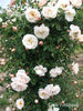 Émile Fortépaule rose photo