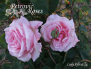 Lady Sylvia, Cl. rose photo