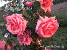 Mrs. Sam McGredy, Cl. rose photo