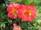 Réveil Dijonnais rose photo