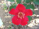 Soldier Boy rose photo