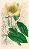 <i>P. wittmanniana</i> Steven synonym peony photo