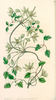<i>C. hexasepala</i> DC synonym clematis photo
