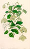 <i>C. pedicellata</i> clematis photo