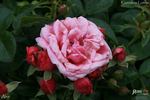 Alea rose photo