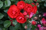 Cantario rose photo