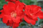 Cappa Magna ® rose photo