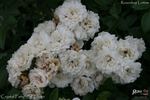 Crystal Fairy rose photo