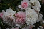 Dortmunder Kaiserhain ® rose photo