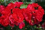 Famosa rose photo