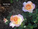 Grand'mère Jenny rose photo