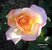 Grand'mère Jenny rose photo
