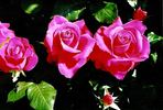 Lady Mitchell rose photo