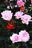 Heriflor rose photo