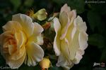 Golden Glory rose photo