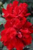 Happy Wanderer ® rose photo