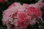 Jacky's Favorite rose photo