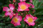 Juanita ® rose photo