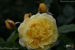 Karl Ploberger Rose rose photo