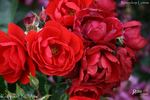 Kronjuwel ® rose photo