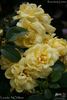 Loredo rose photo