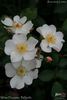 White Fleurette ® rose photo