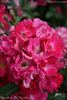 Marathon rose photo