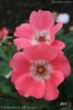 Pink Meidiland ® rose photo