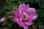 Pink Roadrunner ® rose photo