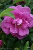 Smart Roadrunner ® rose photo