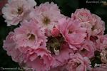 Sommerwind ® rose photo
