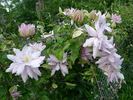 Violet Elizabeth clematis photo