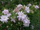 Violet Elizabeth clematis photo
