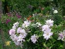 Violet Elizabeth clematis photo