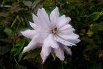 Violet Elizabeth clematis photo