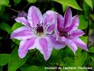 Souvenir du Capitaine Thuilleaux clematis photo