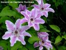 Souvenir du Capitaine Thuilleaux clematis photo