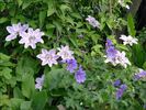 Souvenir du Capitaine Thuilleaux clematis photo