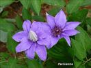 Parisienne clematis photo