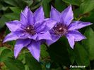 Parisienne clematis photo