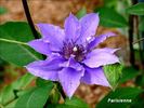 Parisienne clematis photo