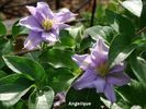 Angelique clematis photo