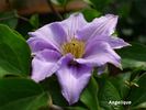 Angelique clematis photo