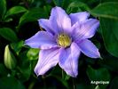 Angelique clematis photo