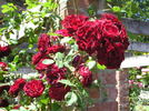 Fugue ® rose photo