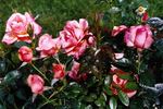 Sunset Boulevard rose photo