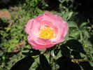 Julia Mannering rose photo