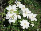 Toki clematis photo