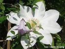 Toki clematis photo