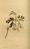 <i>C. calycina</i> Aiton synonym clematis photo